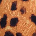 Леопардовый (Leopard)